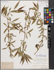 Salix babylonica L. x Salix fragilis L.